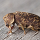 Illustration for article titled Biologist Figures Out A Sure-Fire Way To Get A Beetle Laid